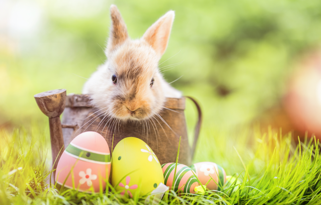 easter-bunny-eggs-texas-egg-hunt-easter-basket-park-place-finance